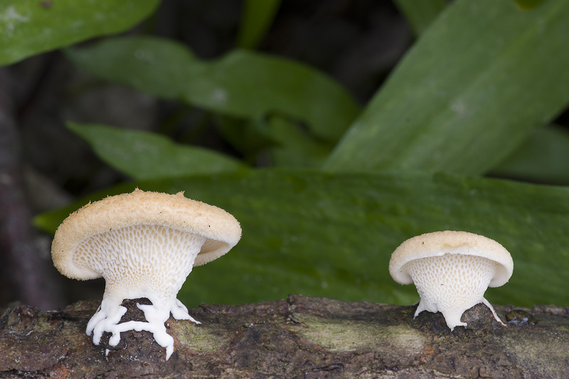 Polyporus tuberaster